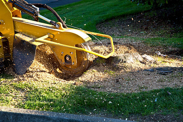 Reliable Crimora, VA Tree Removal Solutions